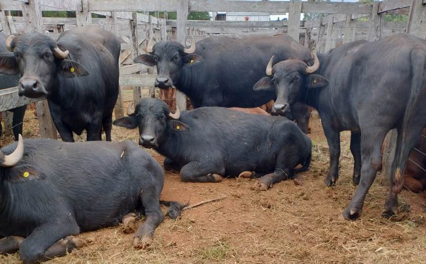búfalos
