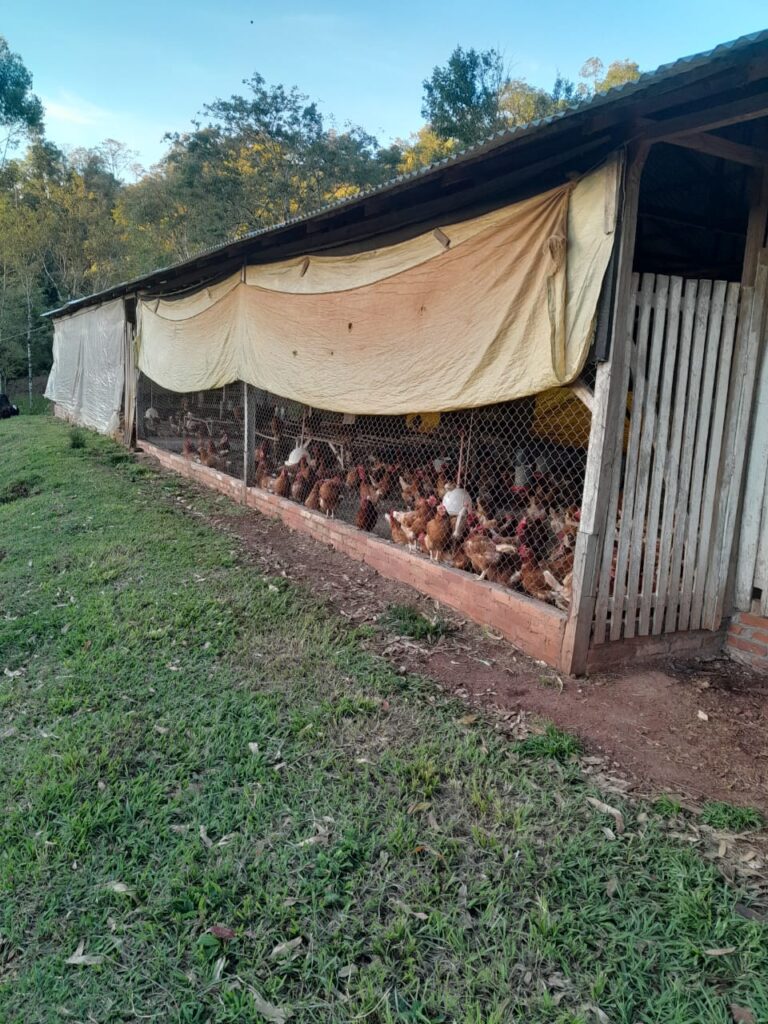 gallinero