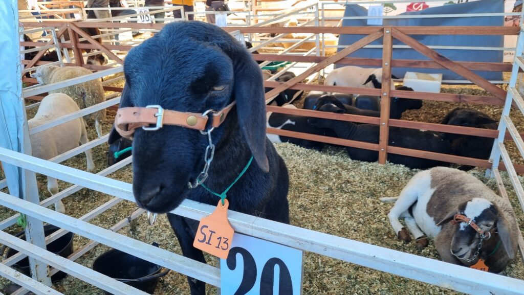 Expo Rural de Misiones
