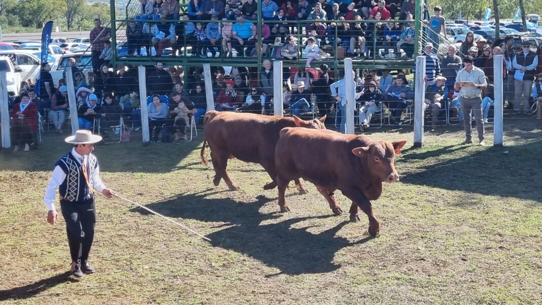 Brahman, Braford y Brangus