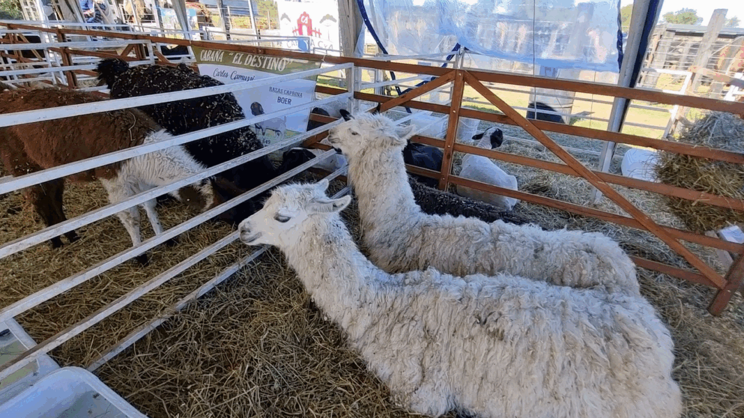 Expo Rural de Misiones
