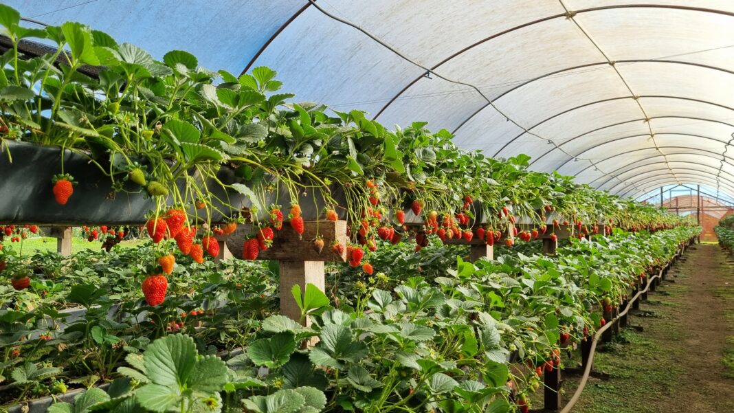 Ale Ale producción de frutilla