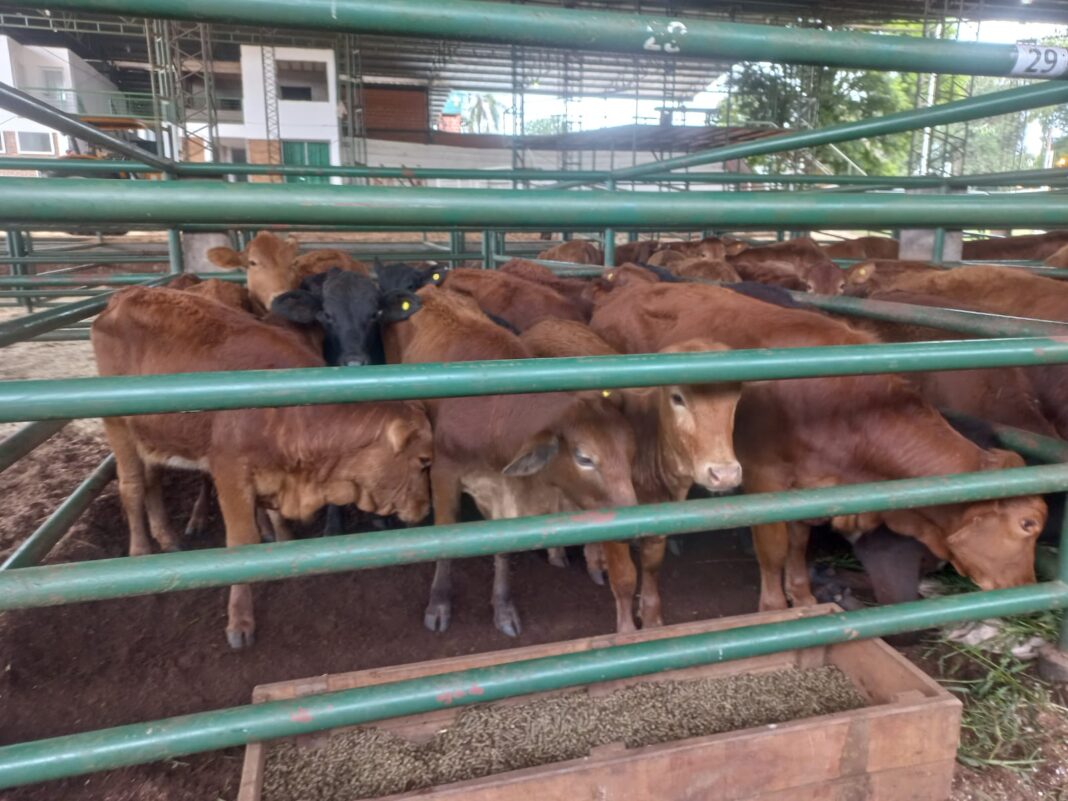 remate Asociación Ganadera de Andresito