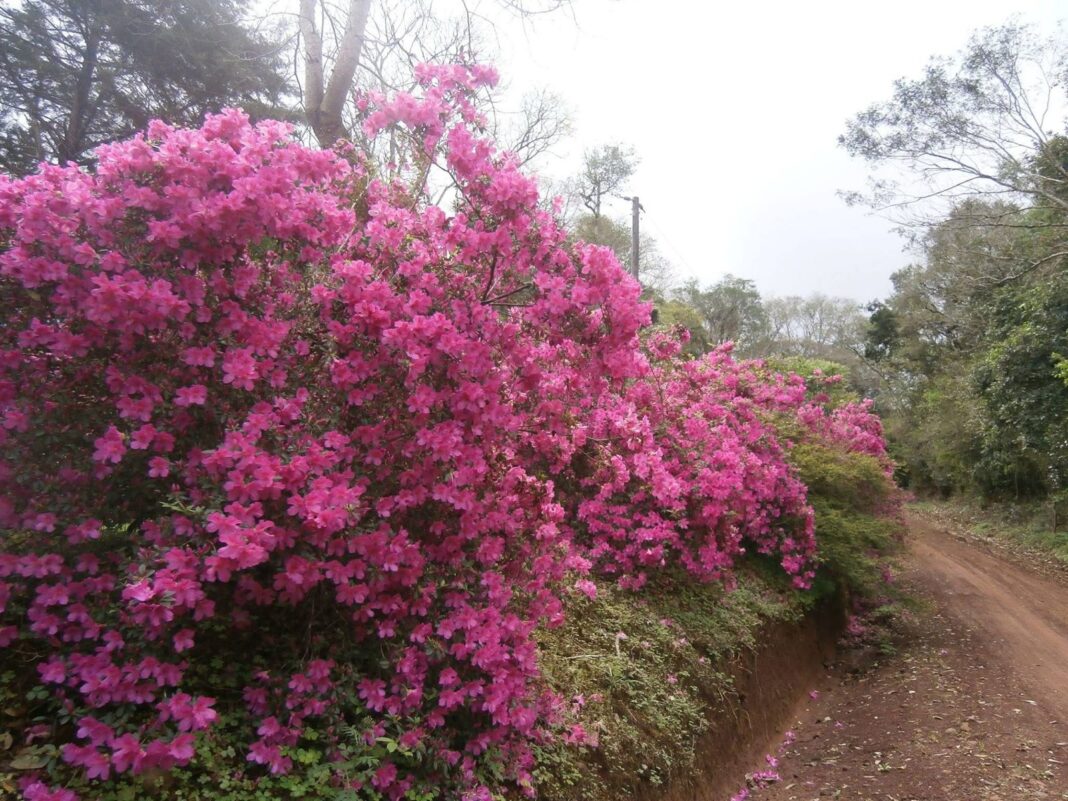 Azalea