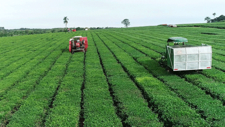 Zafra 2025 Té