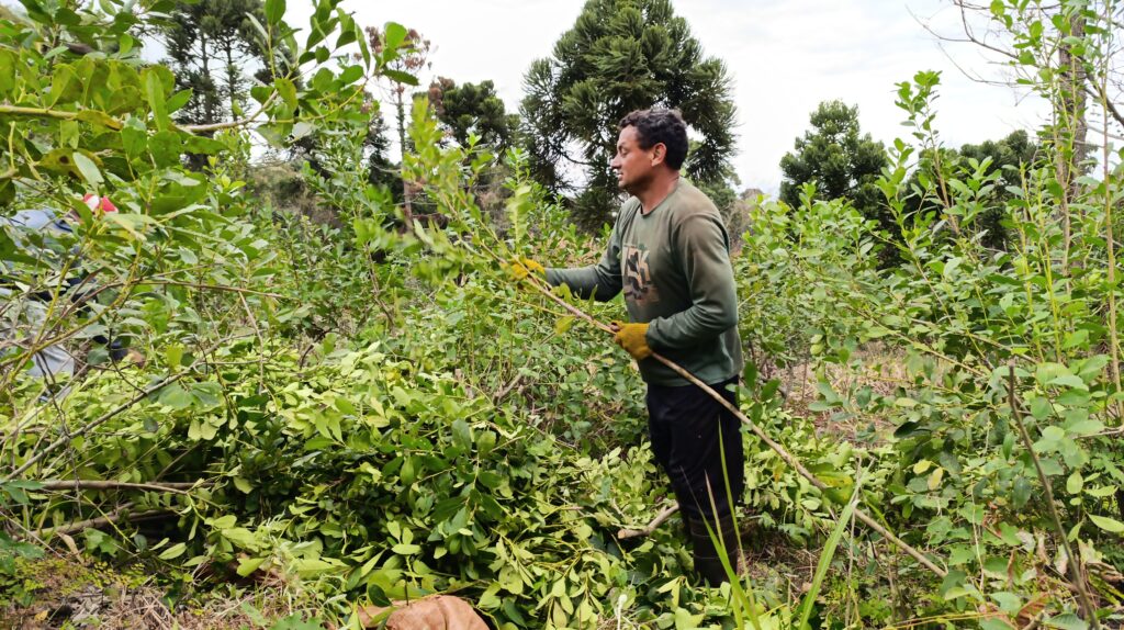 Programa Intercosecha