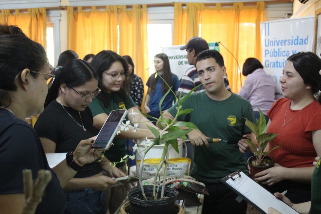 plantas ornamentales