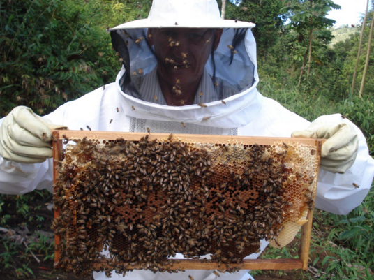 Fiesta Provincial de la Apicultura