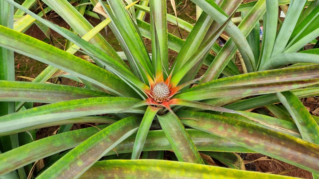 producción de ananá