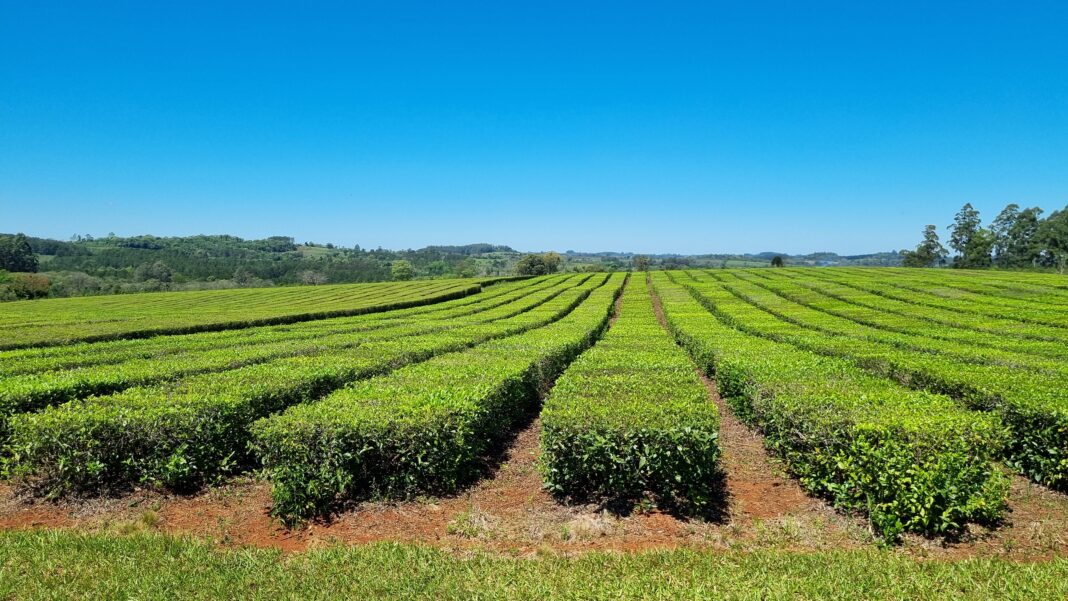 Té