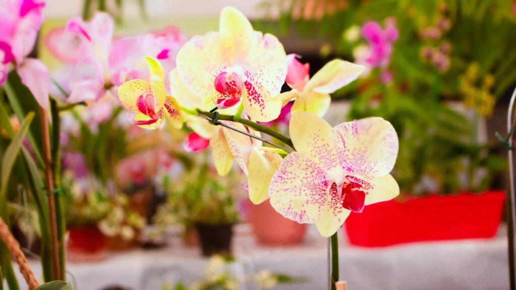 FLORICULTURA