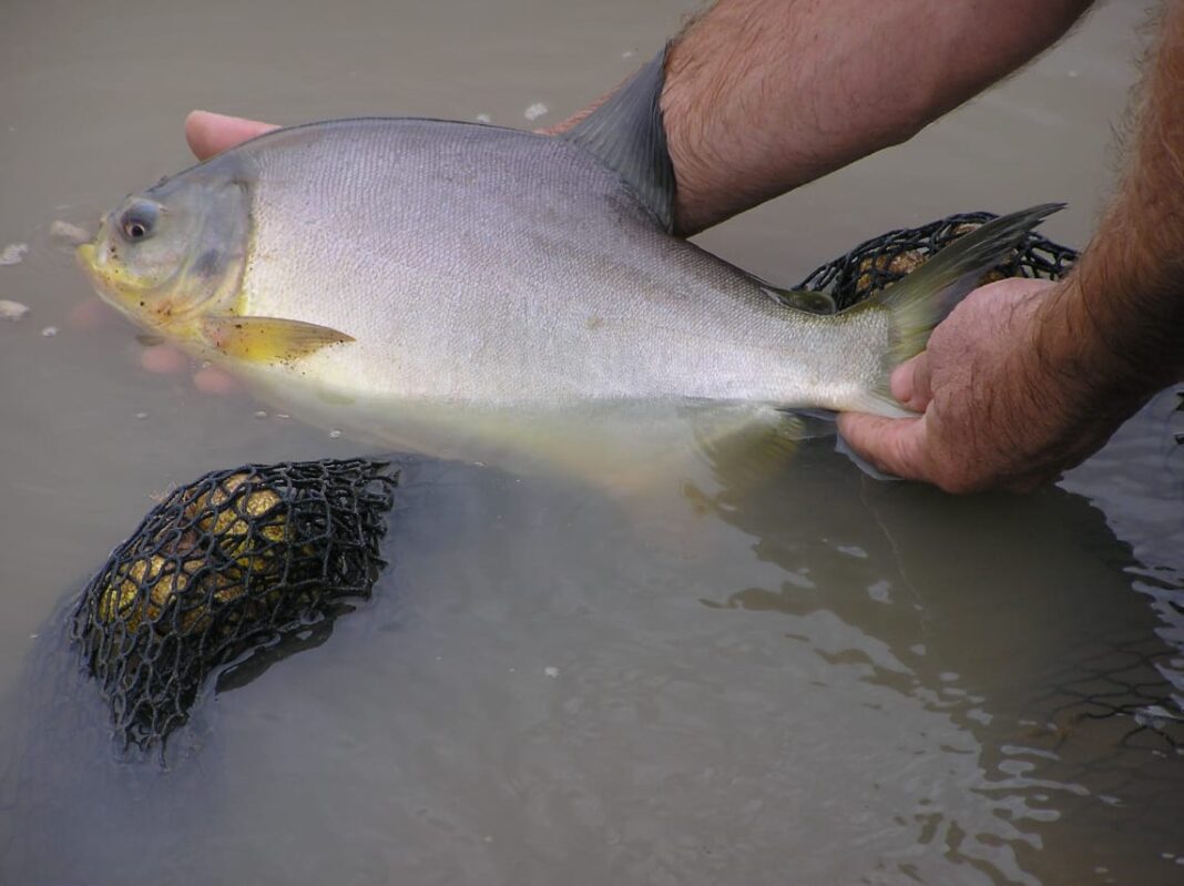 semana santa pescado