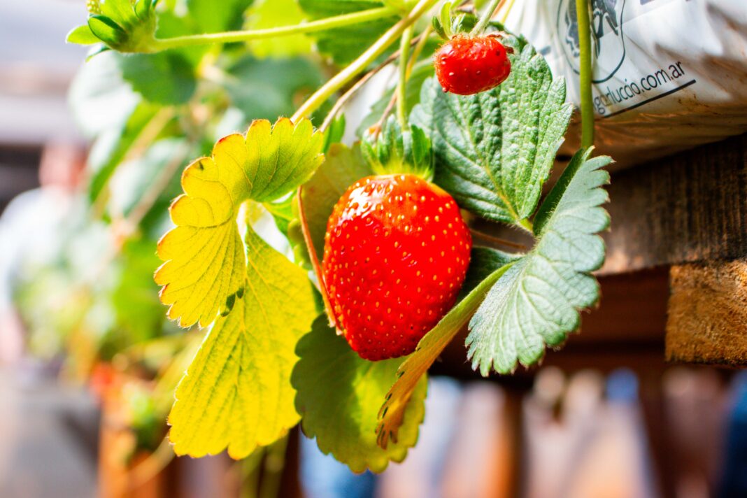 cultivo de frutilla
