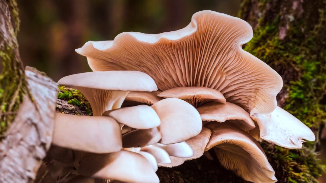 Hongos comestibles: Misiones impulsa un registro para potenciar la producción y la recolección