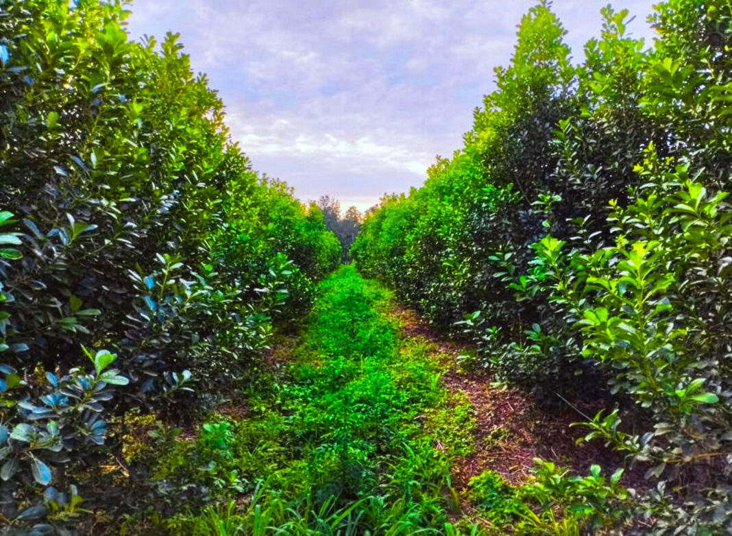 yerba mate orgánica