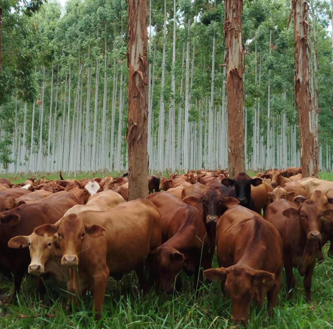 sistemas agroforestales
