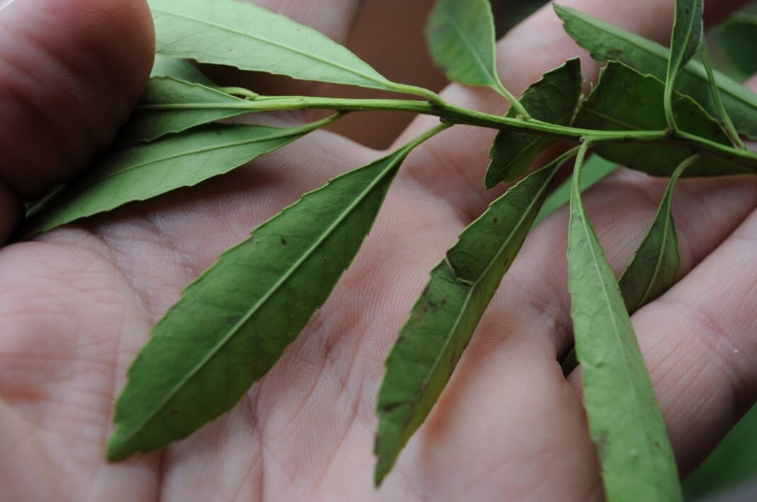 ilex dumosa