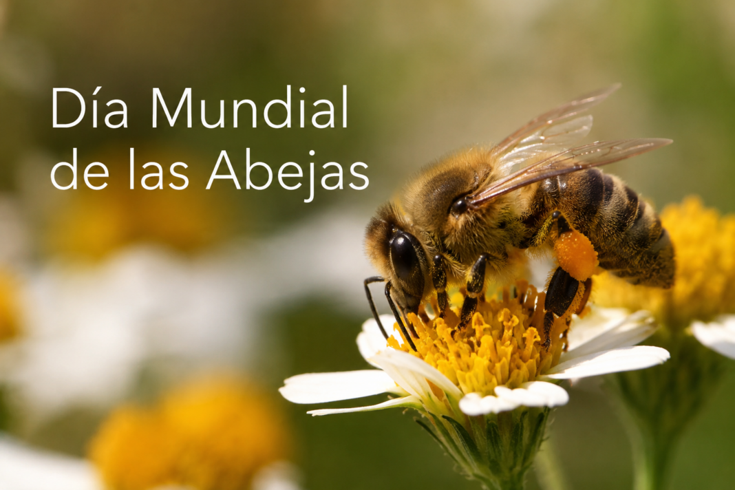 día mundial de las abejas