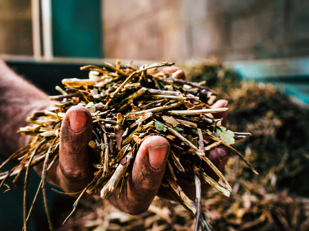 mundial del yerba mate