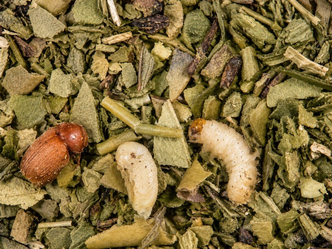gorgojo del tabaco